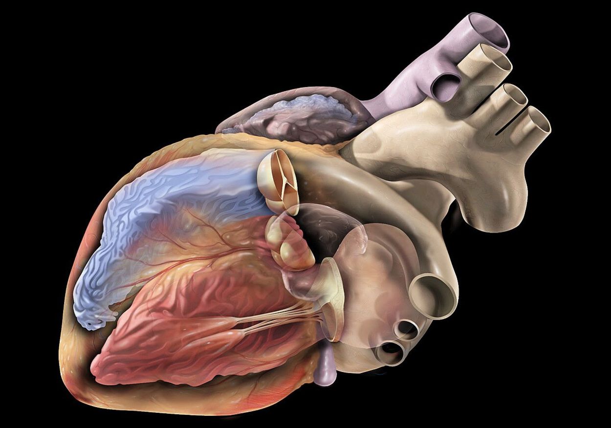 Descubrimiento "trascendental" en la comprensión de las arritmias cardíacas