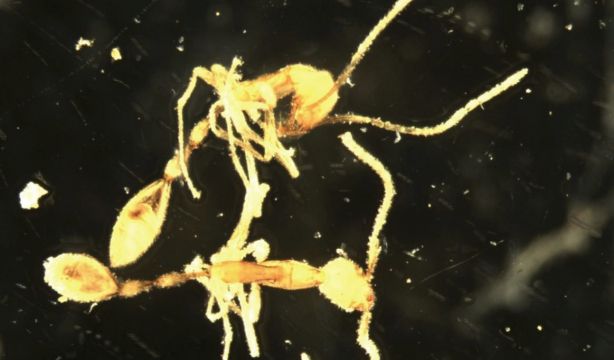 Descubren una nueva especie de hormiga que recuerda a un personaje de Harry Potter
