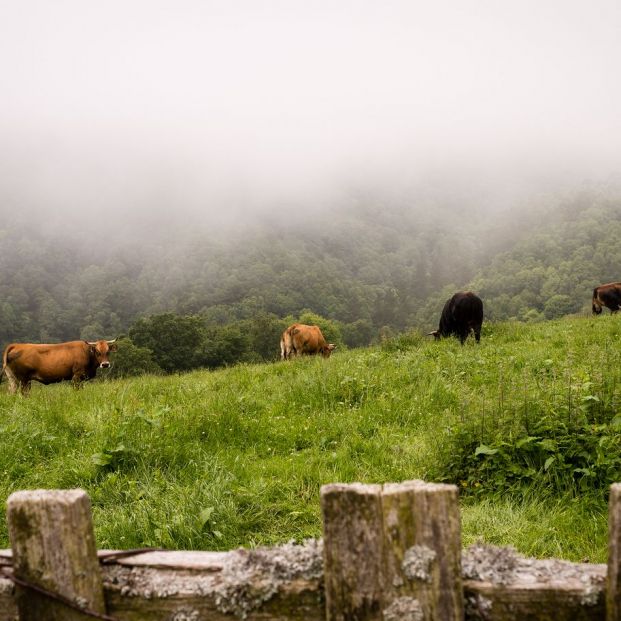 Recorriendo el Parque Natural de Ponga en Asturias