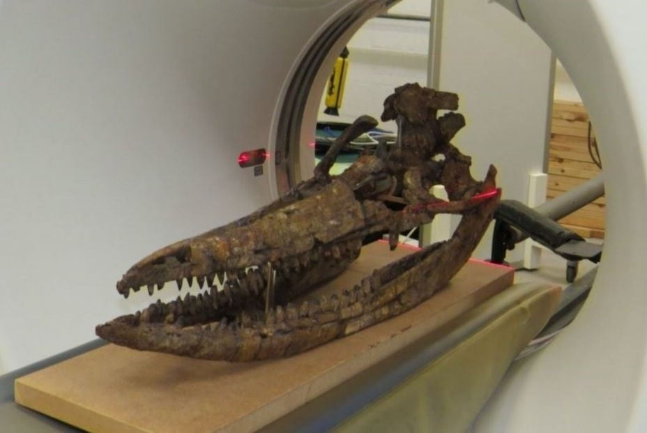 Descubren el que puede ser el reptil prehistórico más grande jamás conocido. EuropaPress Descubren el que puede ser el reptil prehistórico más grande jamás conocido. EuropaPress