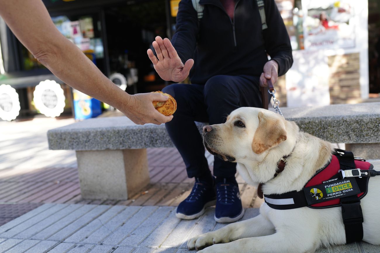 La ONCE pide que no se ofrezca comida ni se distraiga a los perros guía (Europa Press)