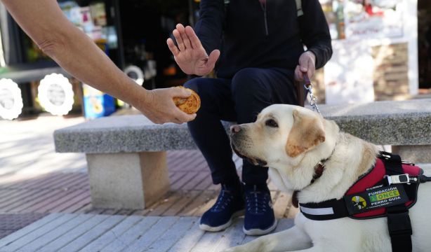 La ONCE pide que no se ofrezca comida ni se distraiga a los perros guía (Europa Press)