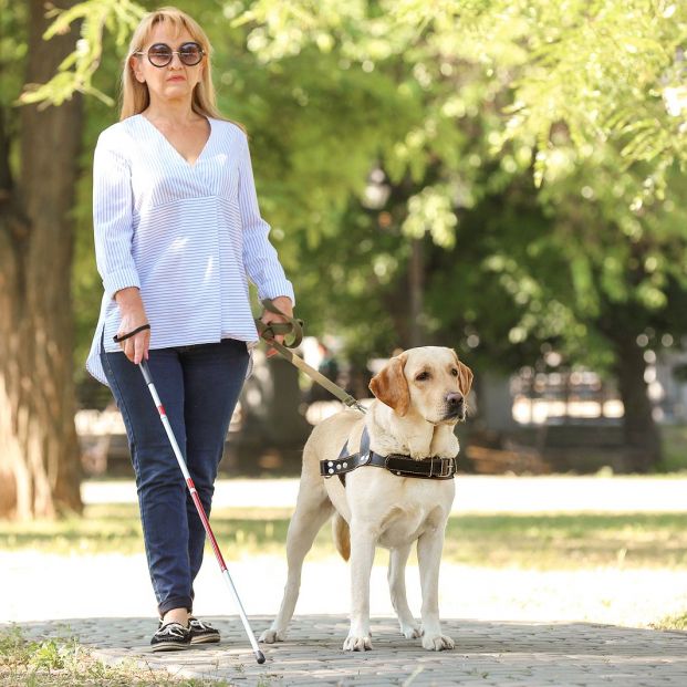 La ONCE pide no distraer con alimentos a los perros guía (Big Stock)