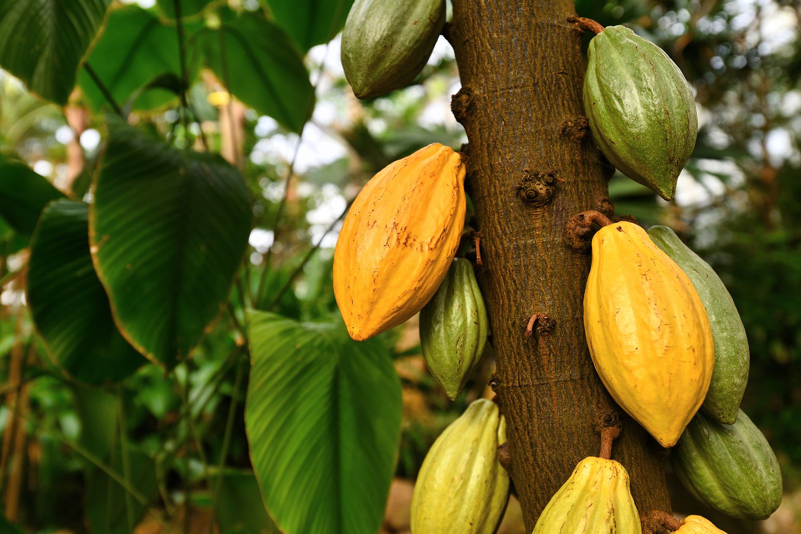 Utilizan patrones matemáticos para salvar la producción mundial de chocolate (Big Stock)