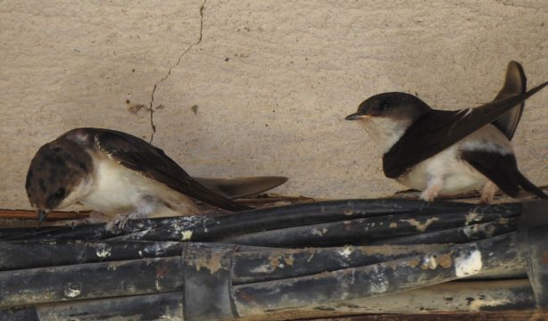 El truco del papel de aluminio para echar a los pájaros de tu terraza (Europa Press)