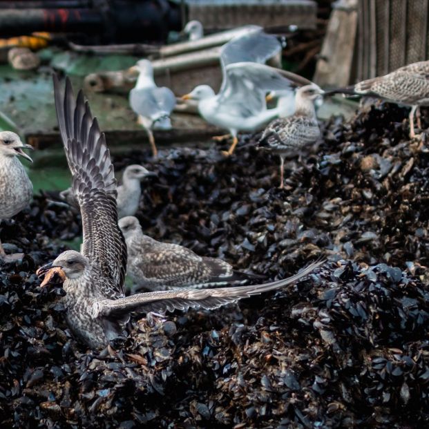 Sigue este truco para evitar que las aves aniden en tu terraza (Europa Press)