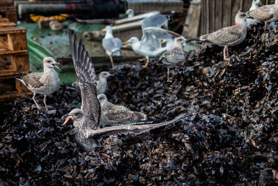Sigue este truco para evitar que las aves aniden en tu terraza (Europa Press) Sigue este truco para evitar que las aves aniden en tu terraza (Europa Press)