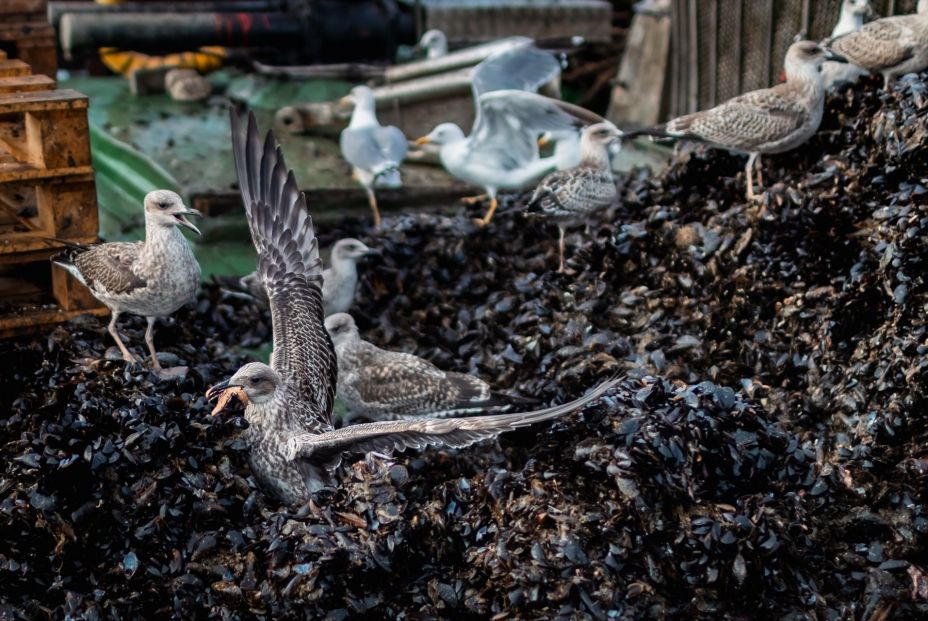 Sigue este truco para evitar que las aves aniden en tu terraza (Europa Press)