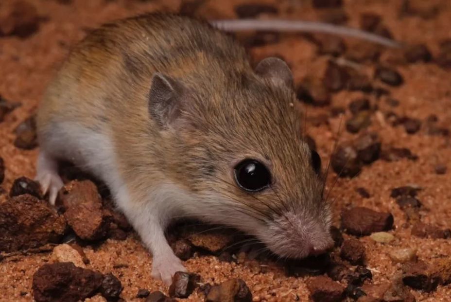 Descubren que los ratones piensan como bebés al hacer tareas (Europa Press) Descubren que los ratones piensan como bebés al hacer tareas (Europa Press)