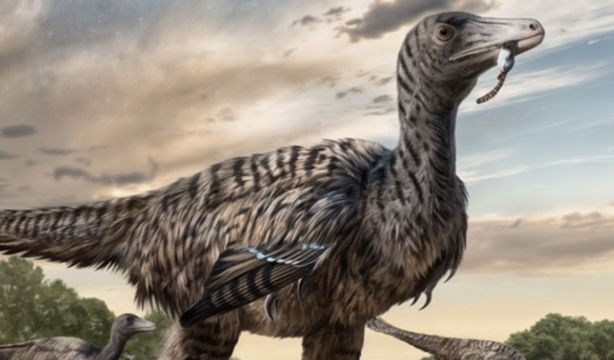 Hallan huellas de un velociraptor gigante de cinco metros 