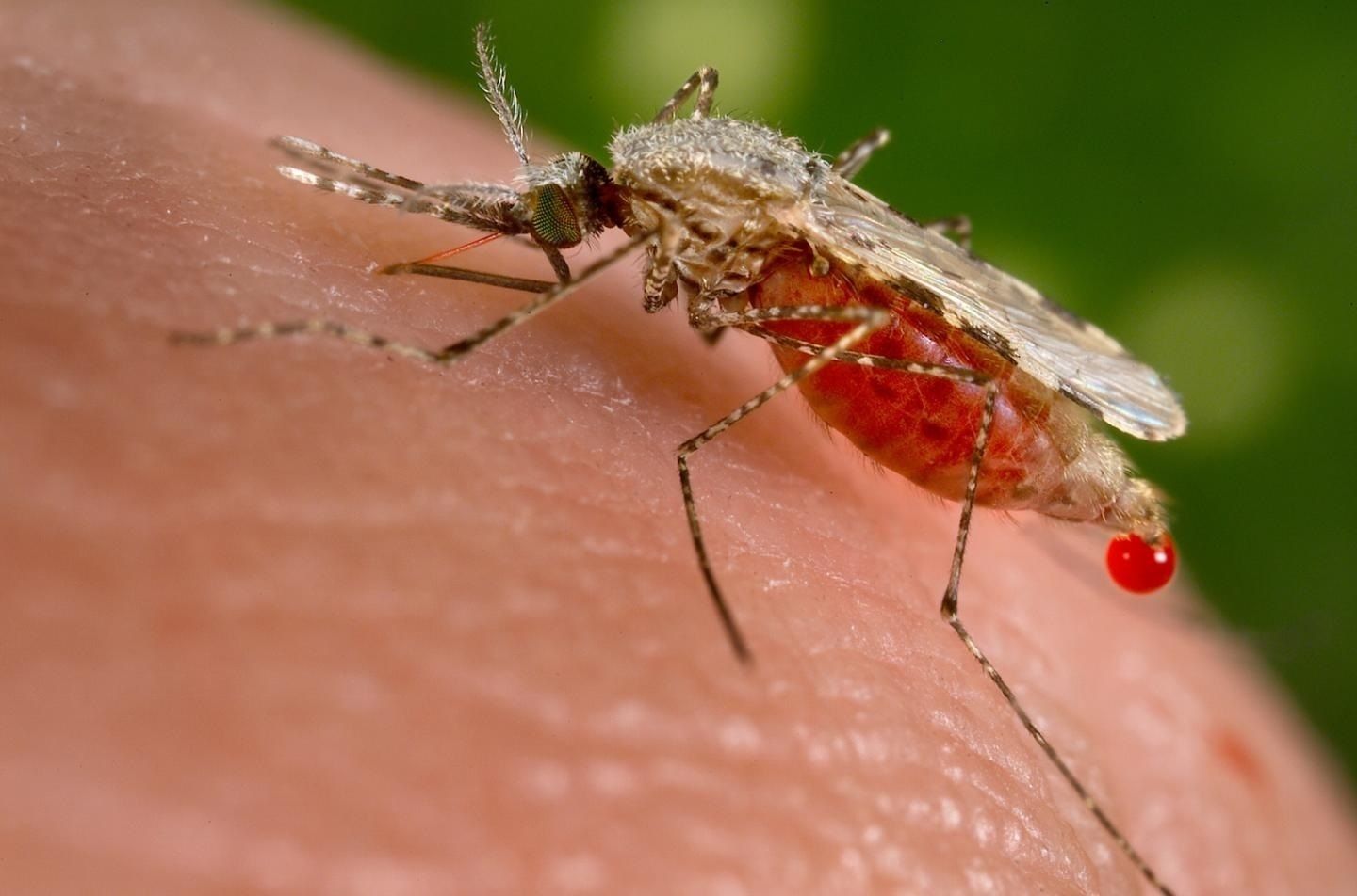 Mosquitos transmisores de la malaria: estas son las zonas de España con mayor riesgo