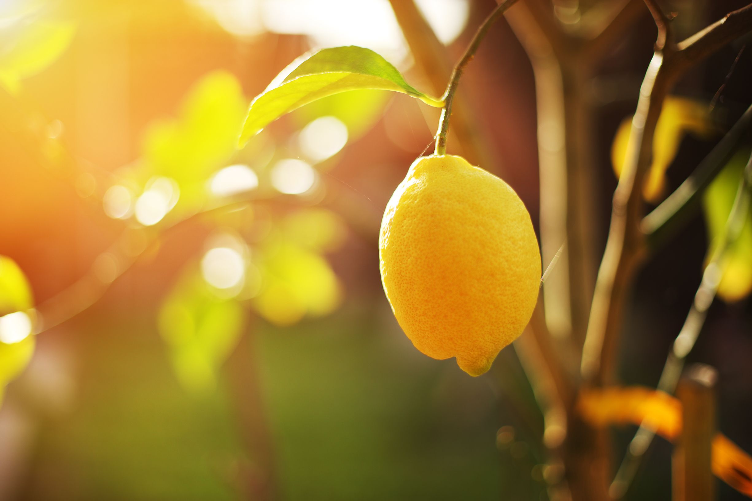 ¿Se te han marchitado las plantas? Con este truco del limón conseguirás revivirlas (Bigstock)