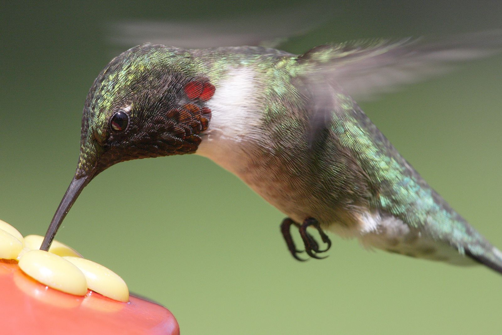 Descubren la especie de colibrí más grande del mundo, hasta ahora confundida con otra (BigStock)
