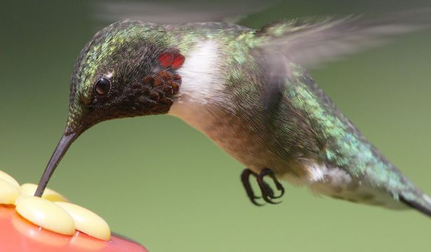 Descubren la especie de colibrí más grande del mundo, hasta ahora confundida con otra (BigStock)