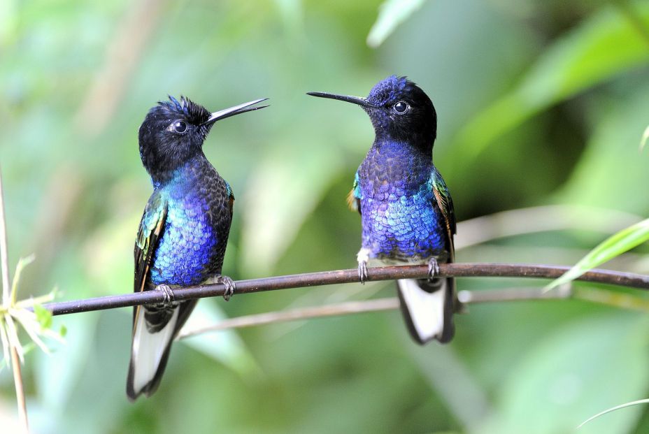 Descubren la especie de colibrí más grande del mundo, hasta ahora confundida con otra (Big Stock) Descubren la especie de colibrí más grande del mundo, hasta ahora confundida con otra (Big Stock)