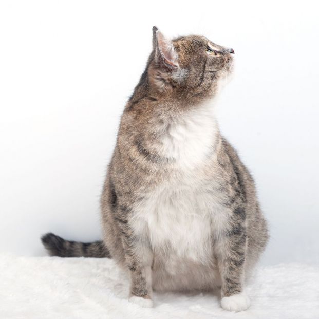 Gata preñada Gata preñada
