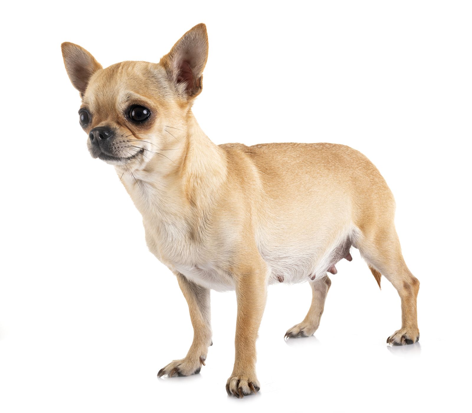 Perra de raza chihuaua preñada Perra de raza chihuaua preñada