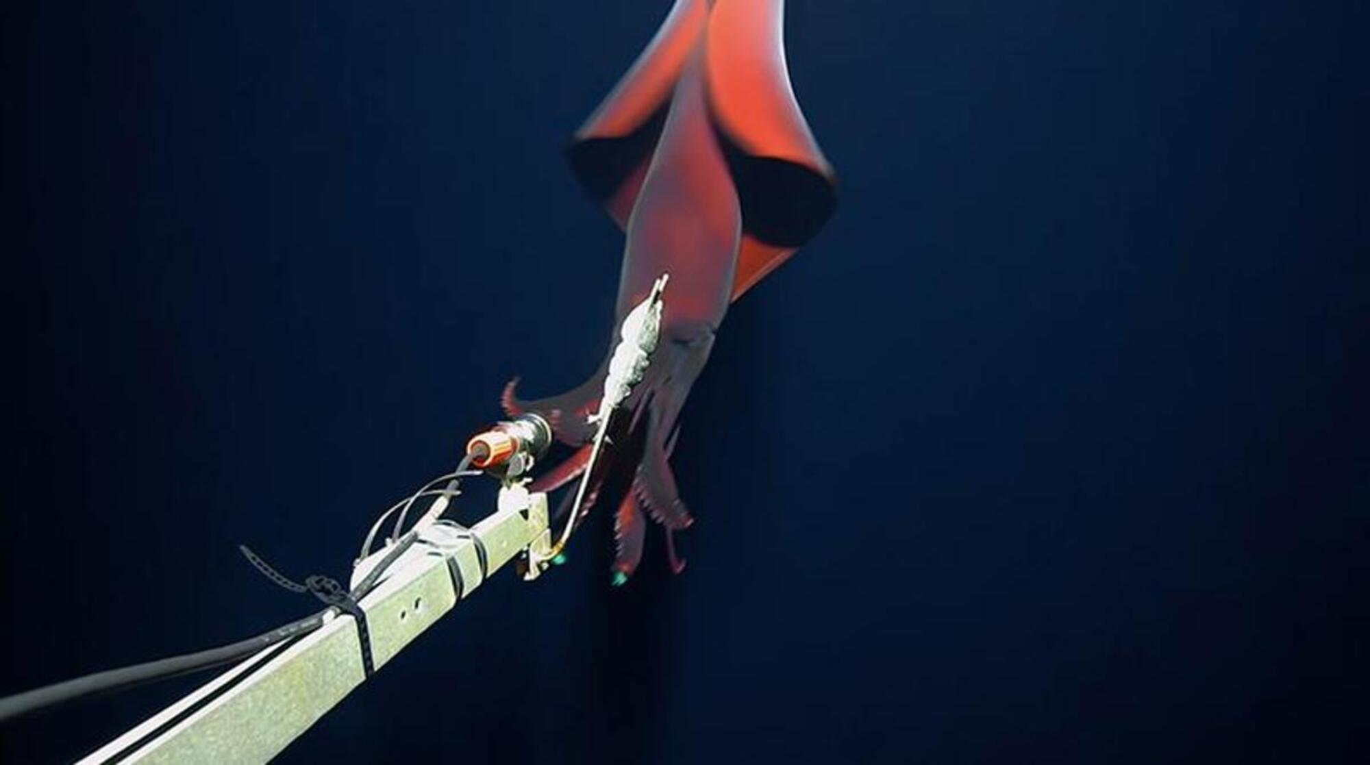 Filman un raro calamar gigante con 'luces integradas'. Captura Youtube.