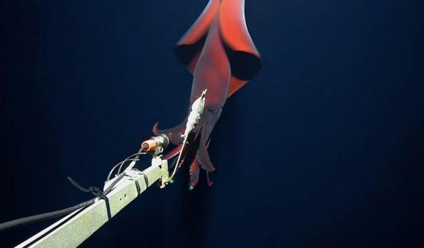 Filman un raro calamar gigante con 'luces integradas'. Captura Youtube.