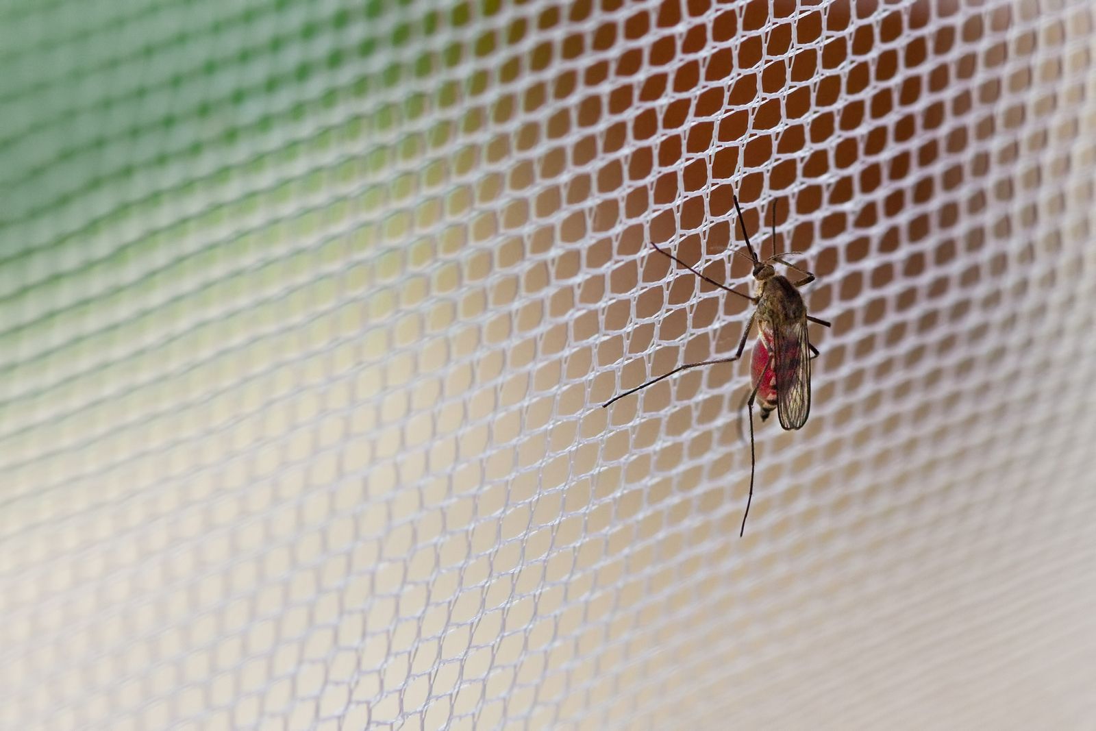 Tipos de mosquiteras que existen y sus características