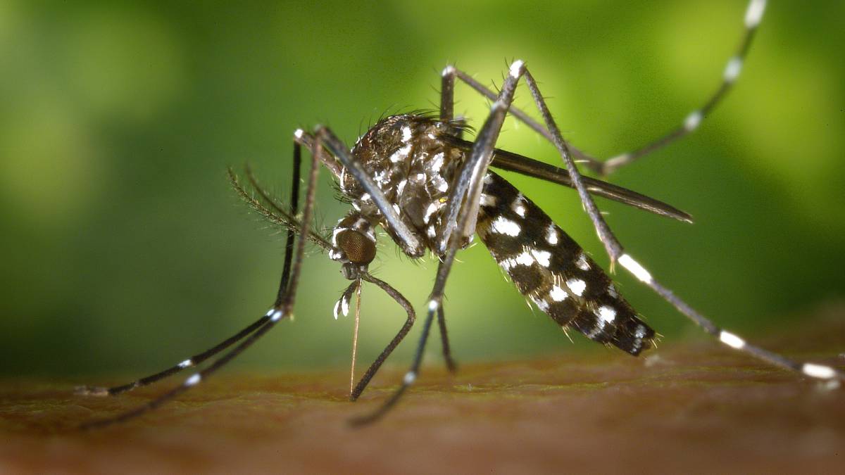 ¿Qué pasa si me pica un mosquito tigre?