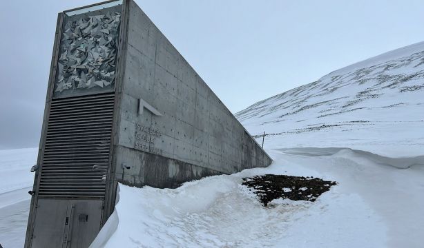 Variedades de tomates madrileños ya descansan bajo el hielo del mayor banco de semillas del mundo (Comunidad de Madrid)