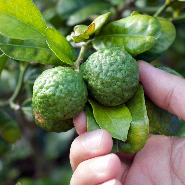 Bergamota Bergamota