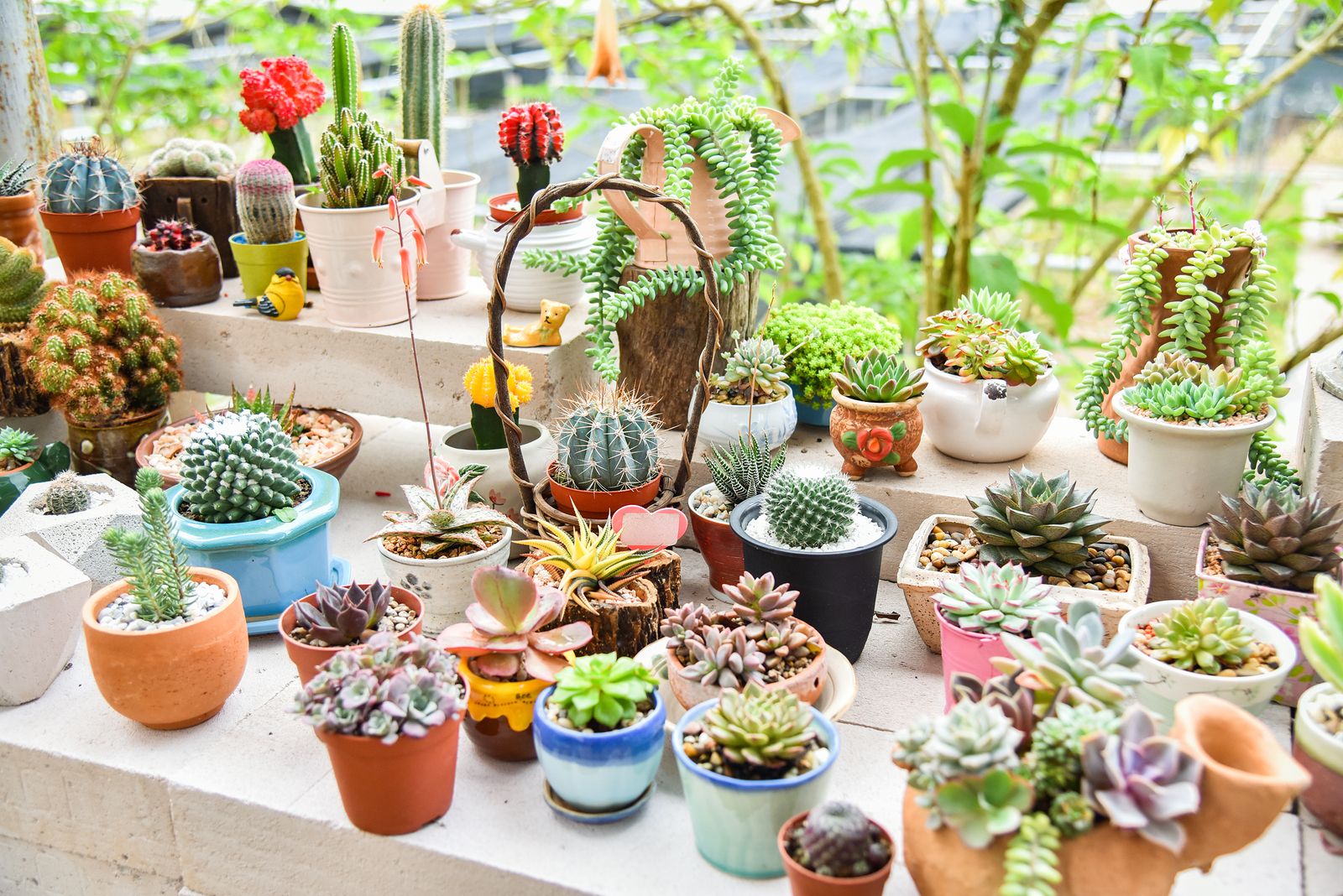 Beneficios de tener un cactus en casa, según el Feng Shui