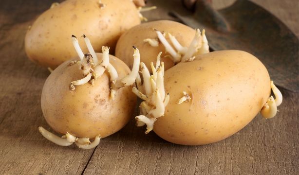El truco que no conocías para evitar que a tus patatas les salgan brotes (Big Stock)