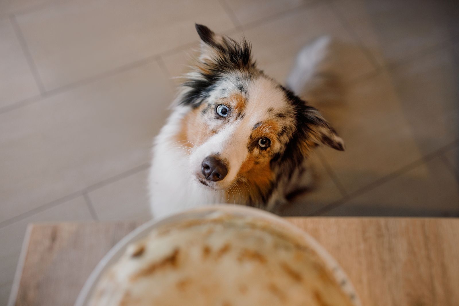 Cómo conseguir que tu perro deje de pedirte comida