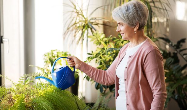 Cómo recuperar las plantas que se han puesto marrones, negras o amarillas tras las vacaciones