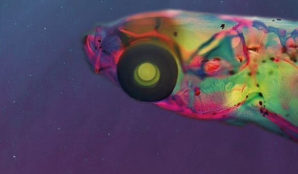 Solución al misterio de cómo los peces oyen en estéreo (Europa Press)