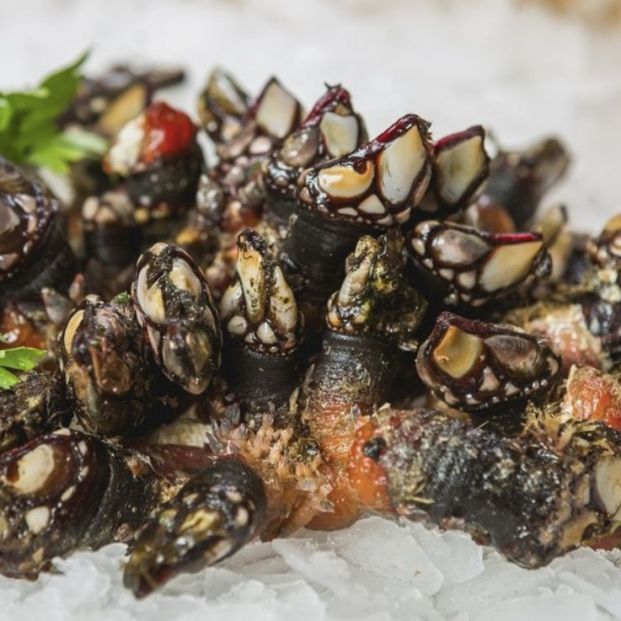 Percebes de la Costa da Morte en el Restaurante Terra Nossa