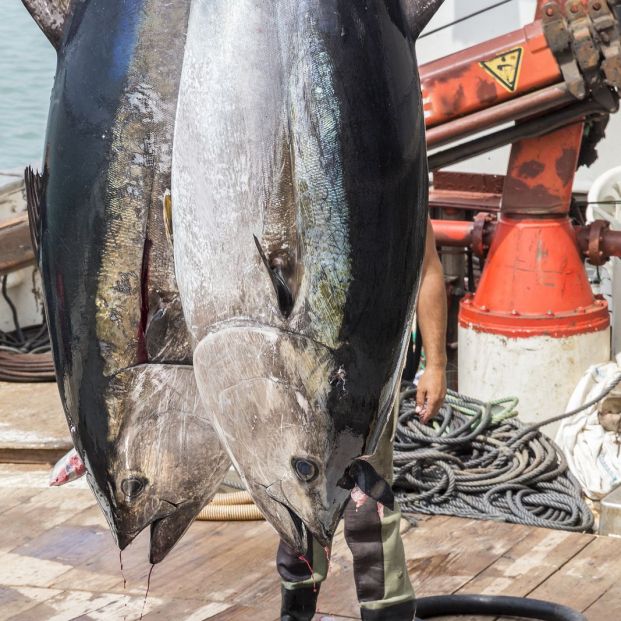 Atunes pescados mediante la Almadraba