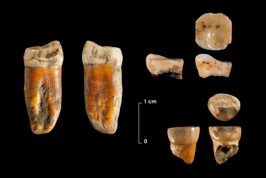 Descubren que los neandertales cuidaban y protegían a sus niños con síndrome de Down (Europa Press) Descubren que los neandertales cuidaban y protegían a sus niños con síndrome de Down (Europa Press)