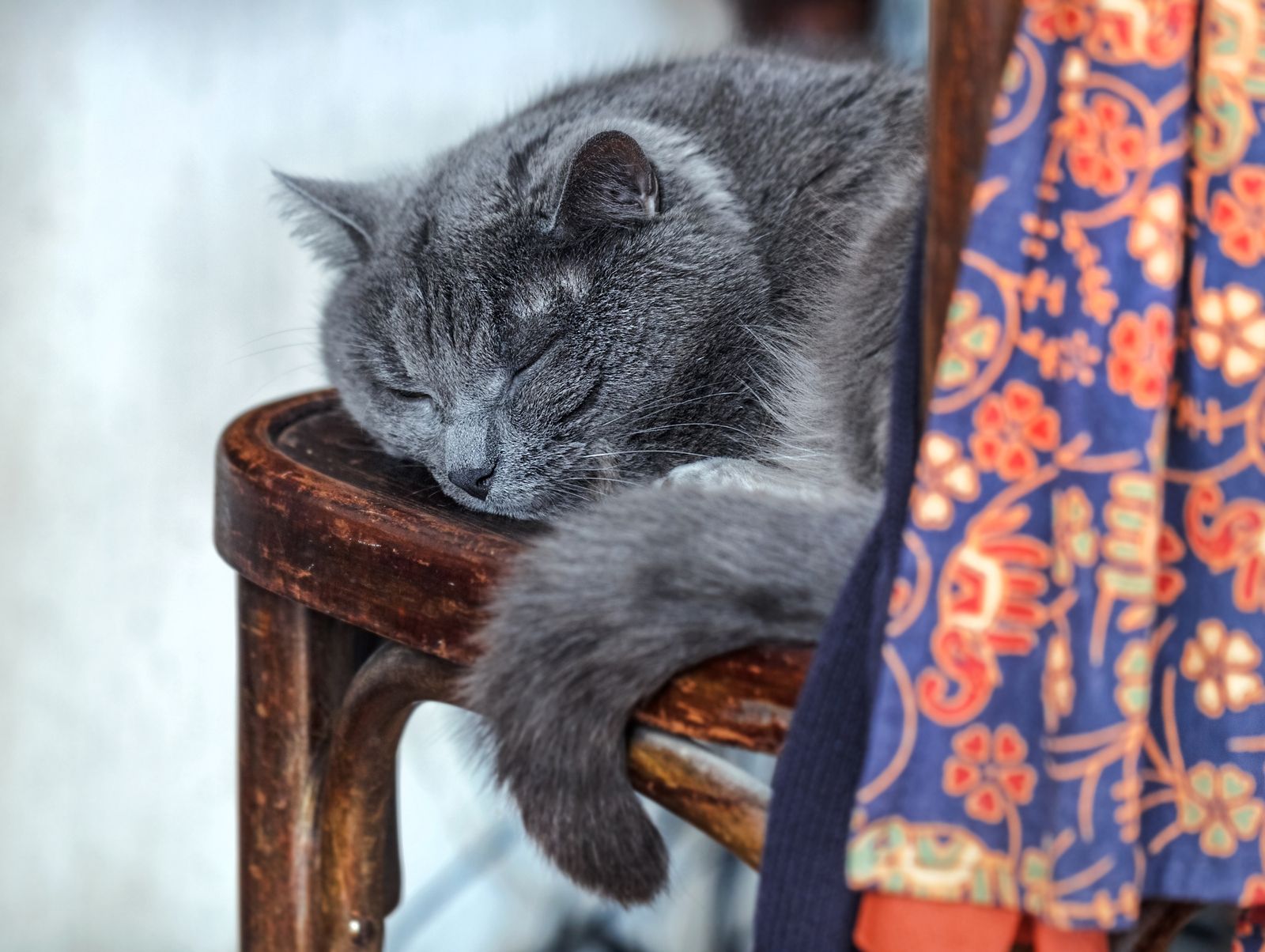 Síntomas de que tu gato también cumple años y se hace mayor