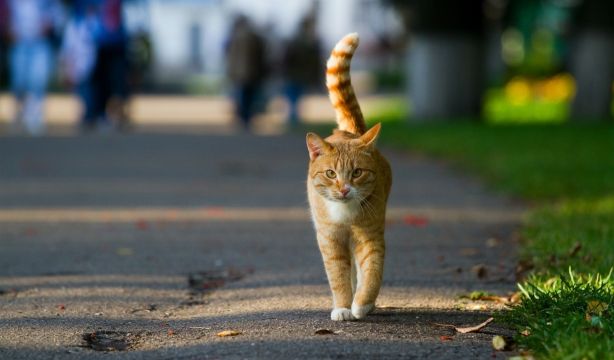 Los factores por los que los gatos rascan muebles y cómo prevenirlos (Europa Press)