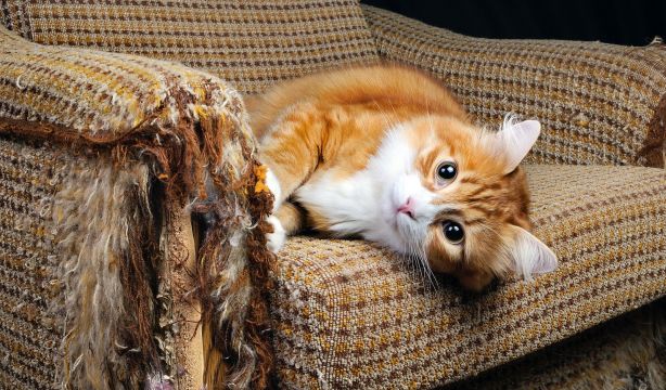 Descubren cómo evitar que los gatos arañen los muebles