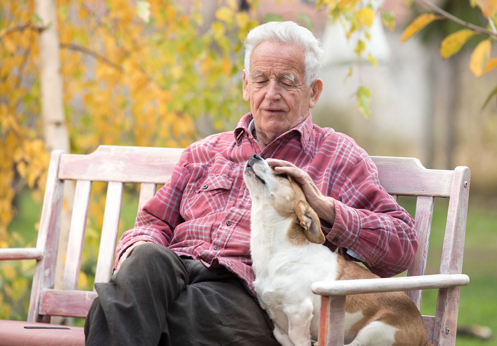 Un experto revela las razas de perro que debes evitar si no eres un especialista