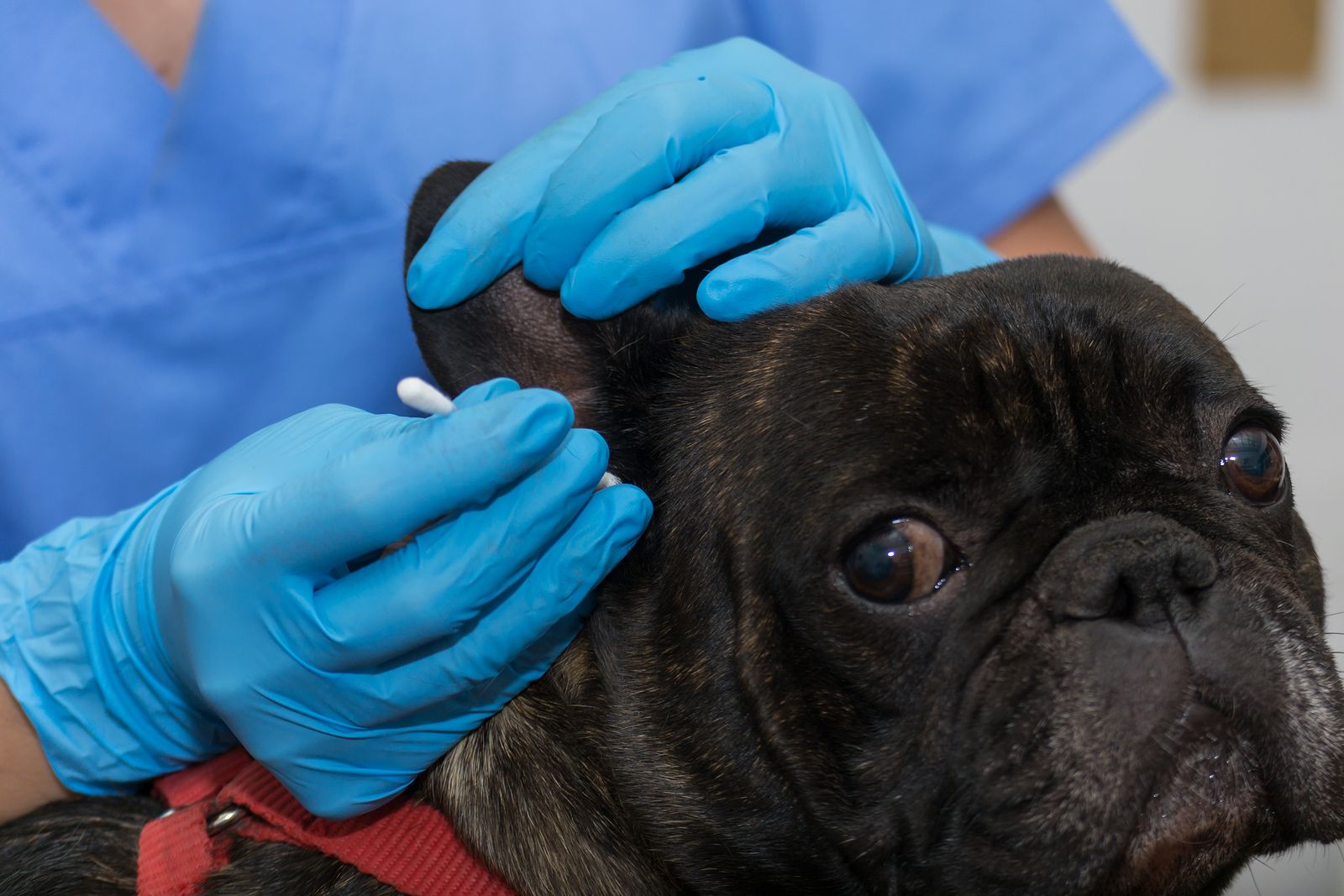 Otitis en mascotas