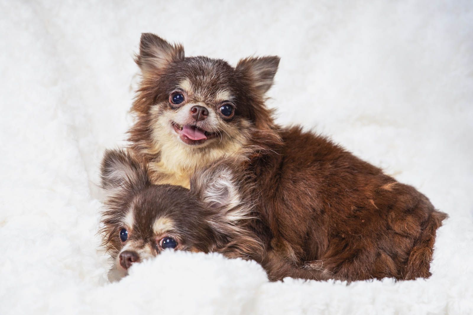 Cuáles son las mejores razas de perros para personas mayores