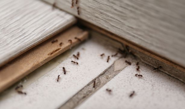 ¿Cómo eliminar las hormigas en casa sin usar insecticidas?