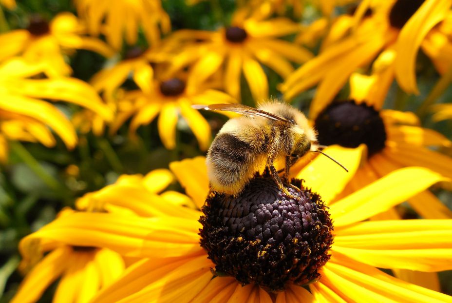 Las abejas, en peligro en todo el mundo