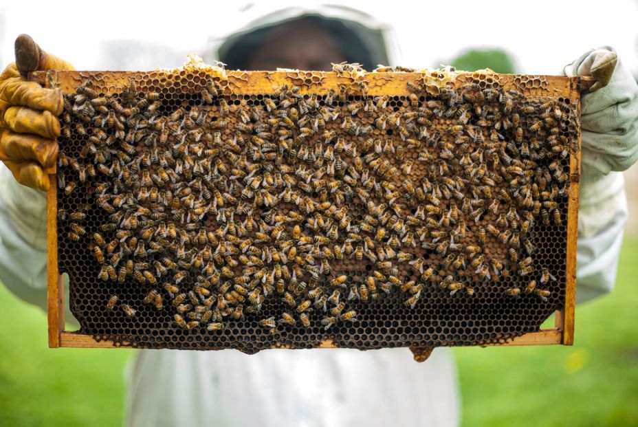 Apicultor muestra un panal de miel