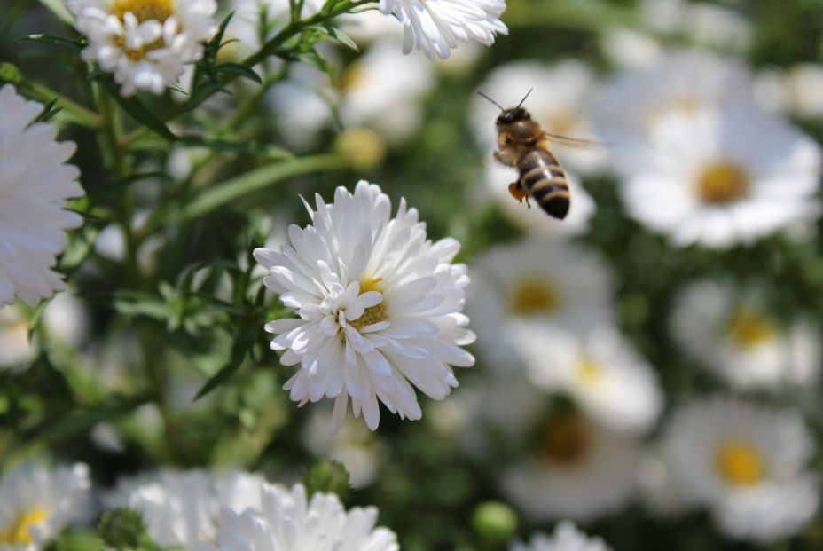 Las abejas son los mejores polinizadores