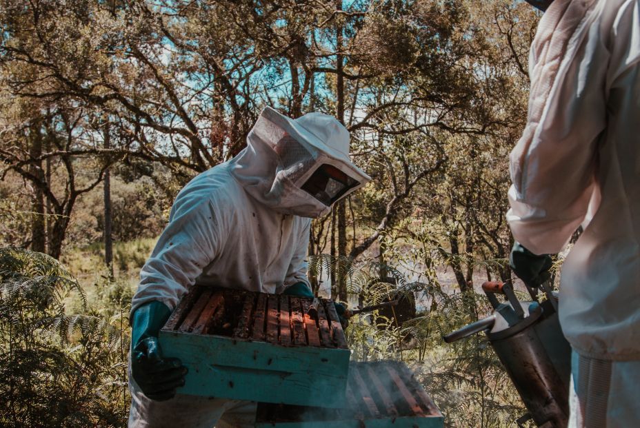 Pesticidas y cambio climático, peligro para insectos polinizadores