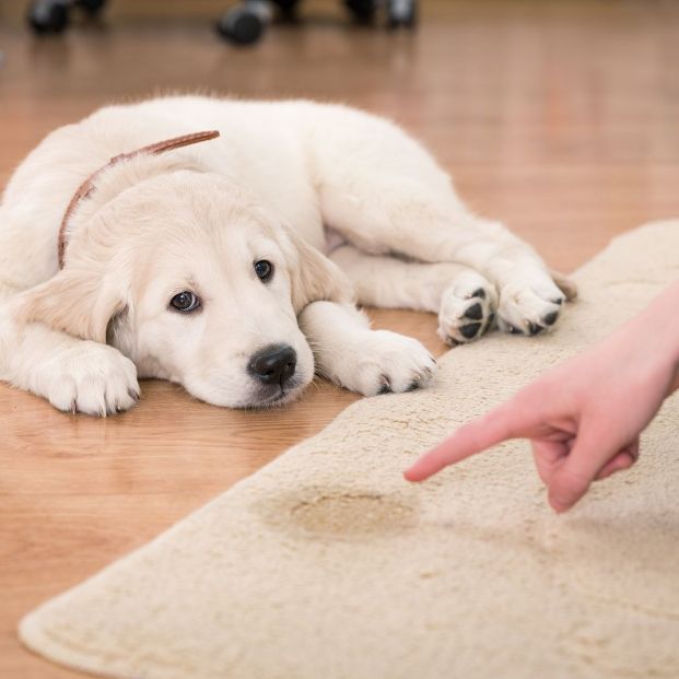 Posibles razones por las que tu perro se orina en casa