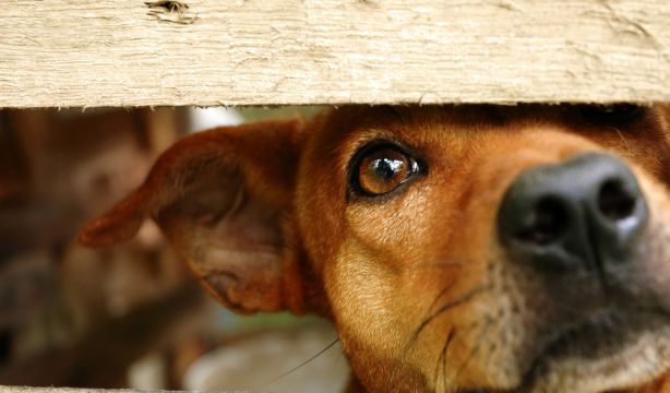 Abandonar a tu mascota este verano puede costarte una multa de hasta 50.000 euros. bigstock 
