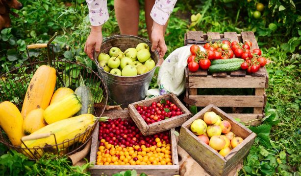 Claves de la nueva Estrategia Nacional de Alimentación, una oportunidad para mejorar lo que comemos