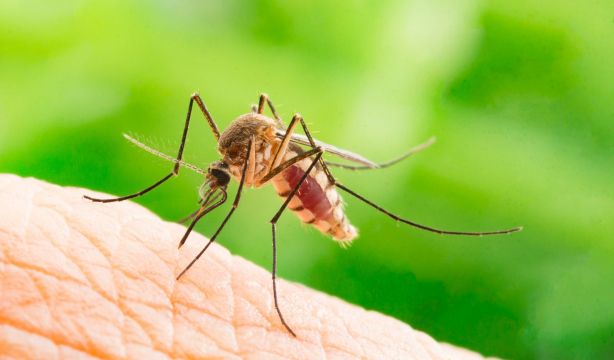 Virus del Nilo: qué es y cómo protegerse (Bigstock)